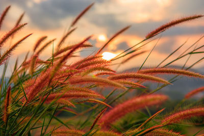 Close-up of stalks against sky during sunset