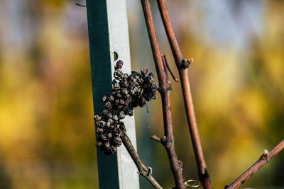 Close-up of rusty metal fence against blurred background