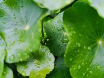 Water drops on centella asiatica known as gotu kola