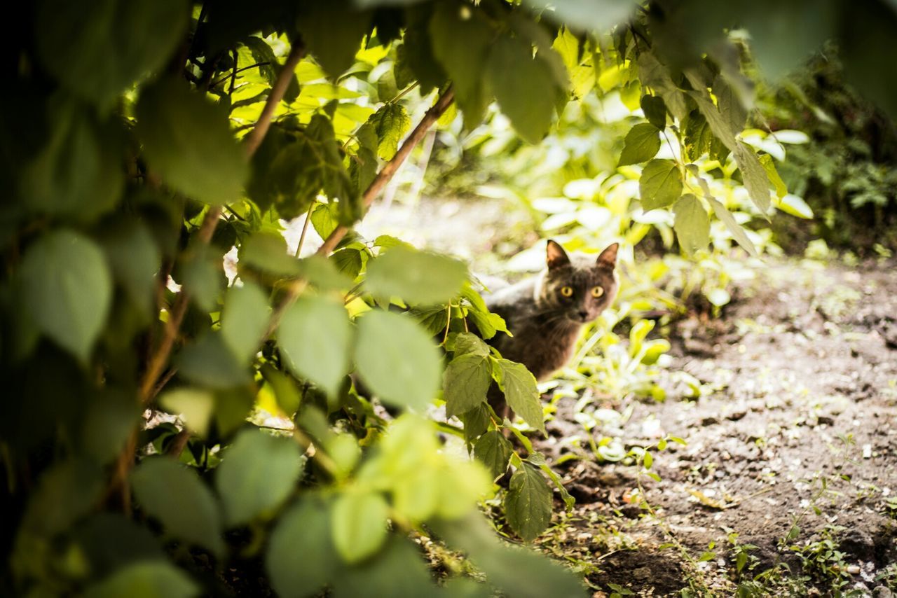 animal themes, one animal, leaf, branch, tree, animals in the wild, wildlife, growth, focus on foreground, plant, nature, selective focus, close-up, sunlight, outdoors, day, no people, forest, green color, mammal