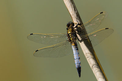 Close-up of damselfly on leaf