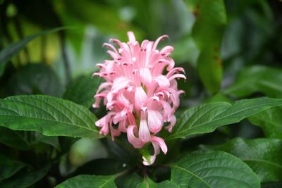 Close-up of pink flowering plant