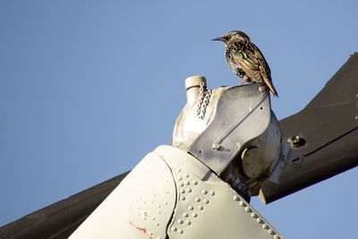 Starling bird perched on metal aircraft blades. 