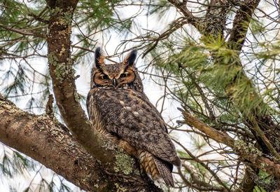 Great horned owl papa