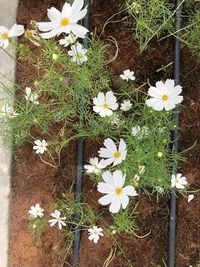 High angle view of white daisy flowers