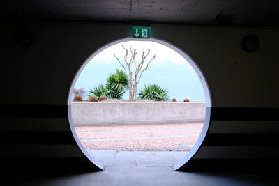 Trees seen through open window