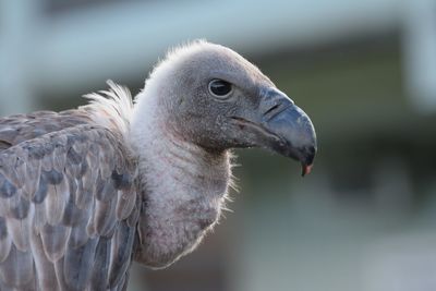 Close-up of eagle