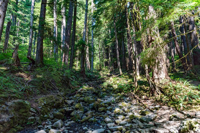 Trees in forest