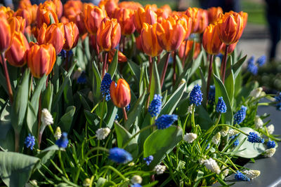 Close-up of purple tulips