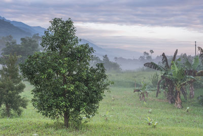 Trees on field against sky