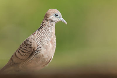 Close-up of a bird