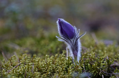 Close-up of purple pasqueflower