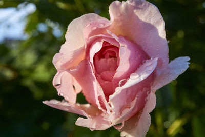 Close-up of wet pink rose blooming outdoors