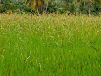 Crops growing on field