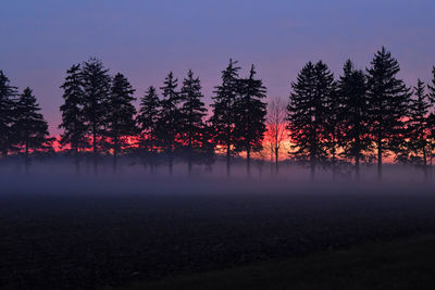 Trees against sky at night
