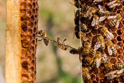 Close-up of bees on beehive