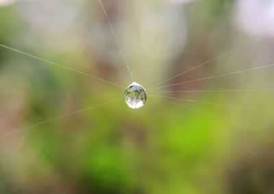 Close-up of spider on web