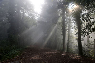 Trees in forest