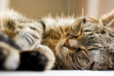 Close-up of a sleeping cat