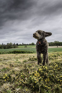 Dog looking away on windy field