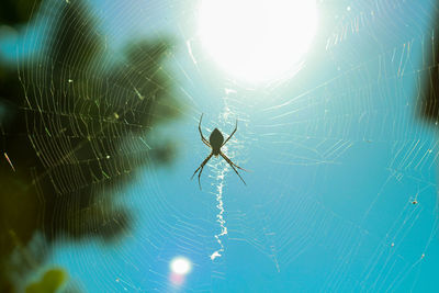 Close-up of spider on web