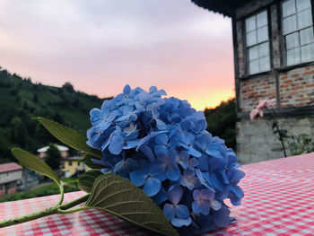 Close-up of purple hydrangea flowers against sky