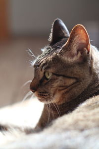 Close-up of a cat looking away