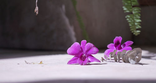 Close-up of pink flowering plant on table