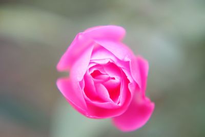 Close-up of pink rose