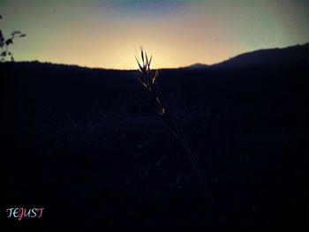 Silhouette horse by tree against sky during sunset