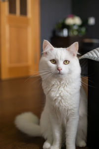 Cute white fluffy cat with a fluffy tail sitting next to the bed in the bedroom