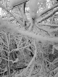 Full frame shot of frozen trees during winter