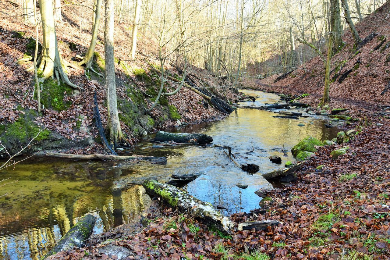 PLANTS GROWING IN RIVER