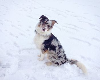 High angle view of dog on snow