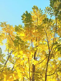 Low angle view of trees