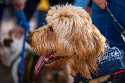 Low section of man with dog