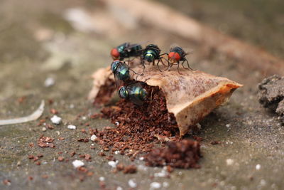 Close-up of insect on table