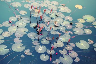 Close-up of lotus water lily in lake