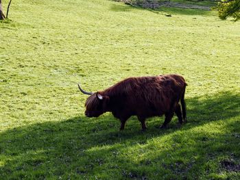 Highland cow  grazing in a field