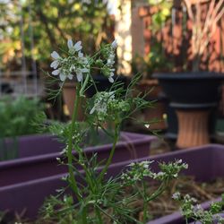 Close-up of potted plant in yard