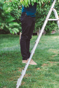 Person picking cherries from a tree