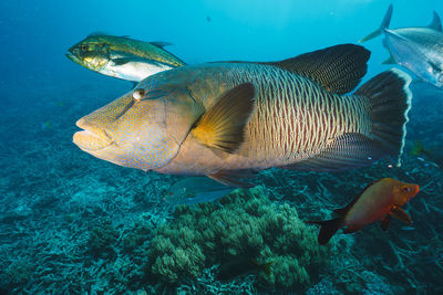 Fish swimming in sea