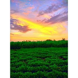 Scenic view of grassy field against sky at sunset