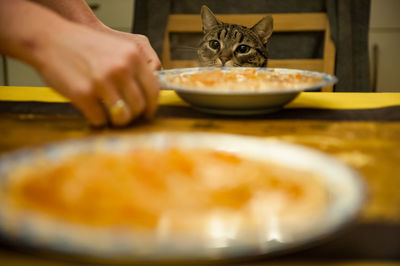 Cropped hands by soup in plates against cat at home