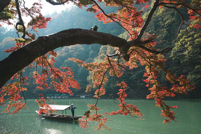 Tree over lake during autumn