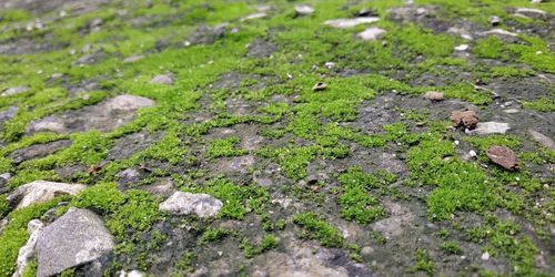 High angle view of moss growing on rock