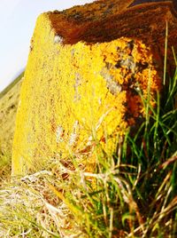 Close-up of yellow flowers