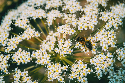 Close-up of bee on white flower