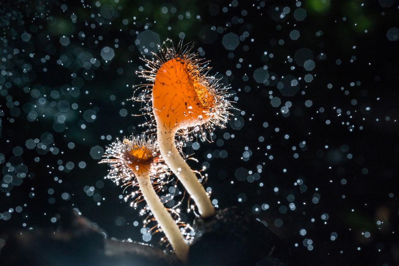 CLOSE-UP OF ORANGE LEAF