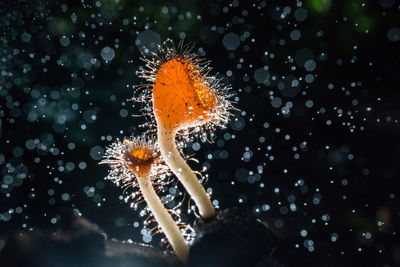 Close-up of wet orange flower